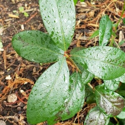 Sideroxylon lanuginosum Листок