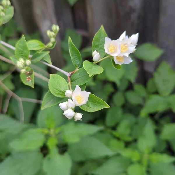 Philadelphus pubescens Leaf