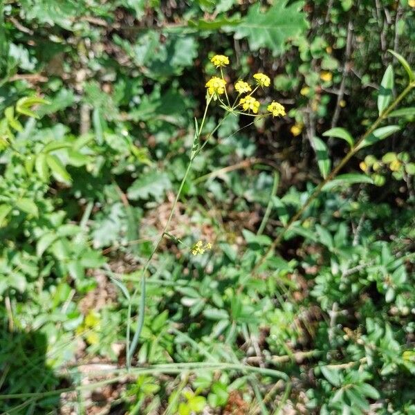 Bupleurum falcatum Агульны выгляд