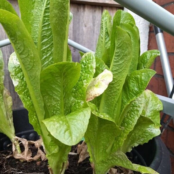 Lactuca sativa Hoja