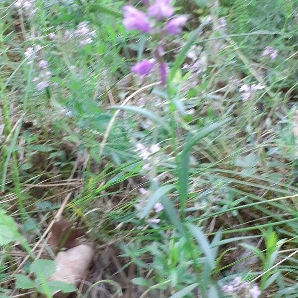 Polygala comosa Habit