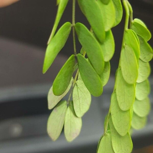 Albizia lebbeck Foglia