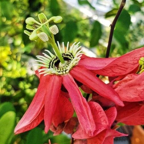 Passiflora princeps Flower
