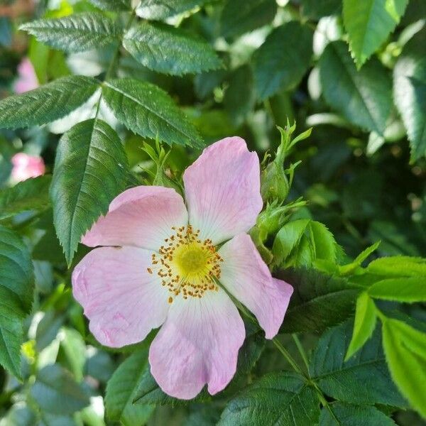 Rosa canina फूल