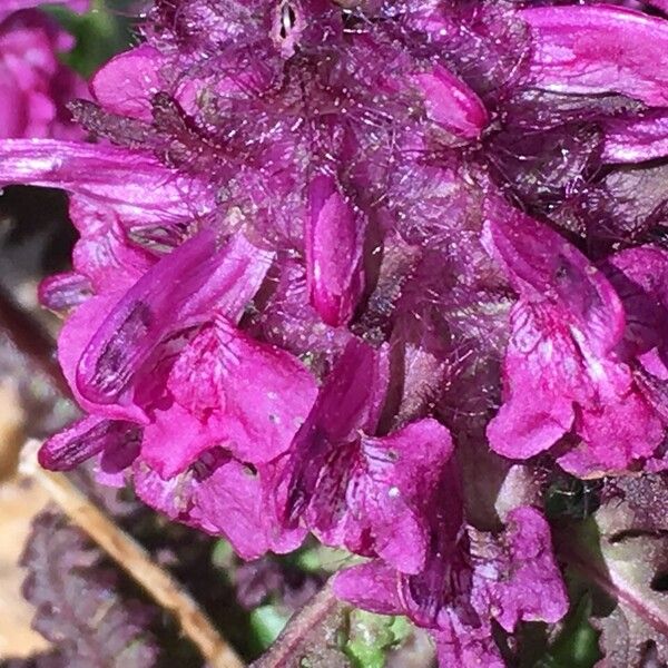 Pedicularis verticillata Flor