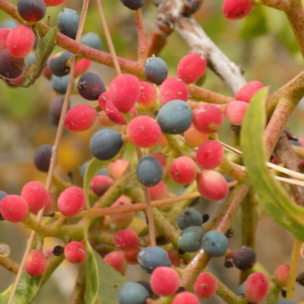 Pistacia terebinthus Gyümölcs