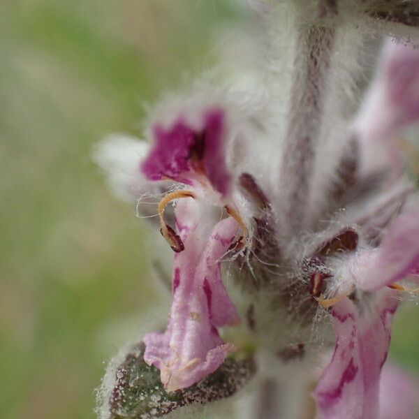 Stachys cretica 花