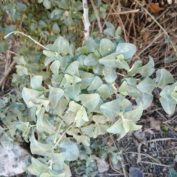 Atriplex halimus Foglia