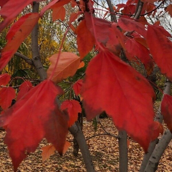 Acer rubrum Ліст