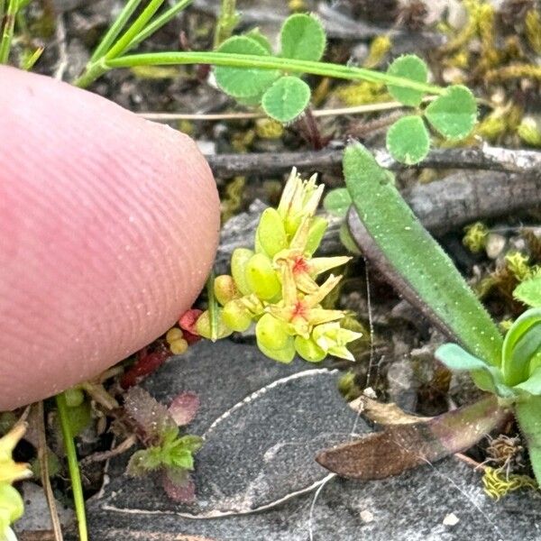 Sedum cespitosum പുഷ്പം