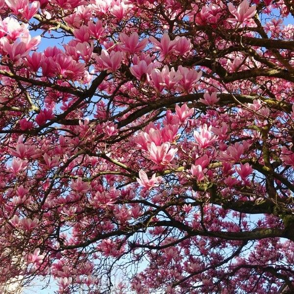 Magnolia × soulangeana Plante entière