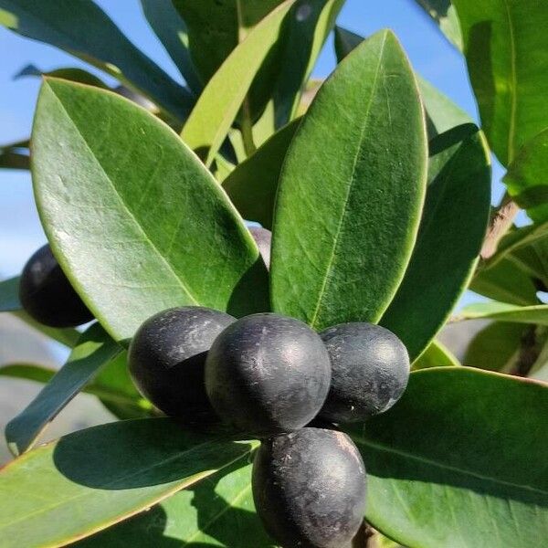 Acokanthera oppositifolia Fruit