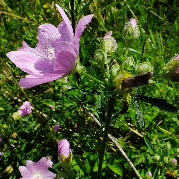 Malva moschata Flower