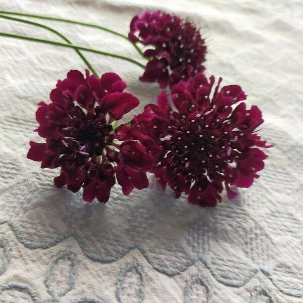 Scabiosa atropurpurea 花