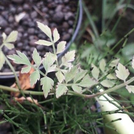 Oenanthe javanica Blatt