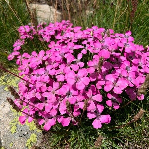 Dianthus pavonius Flors