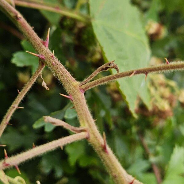 Rubus pruinosus 樹皮