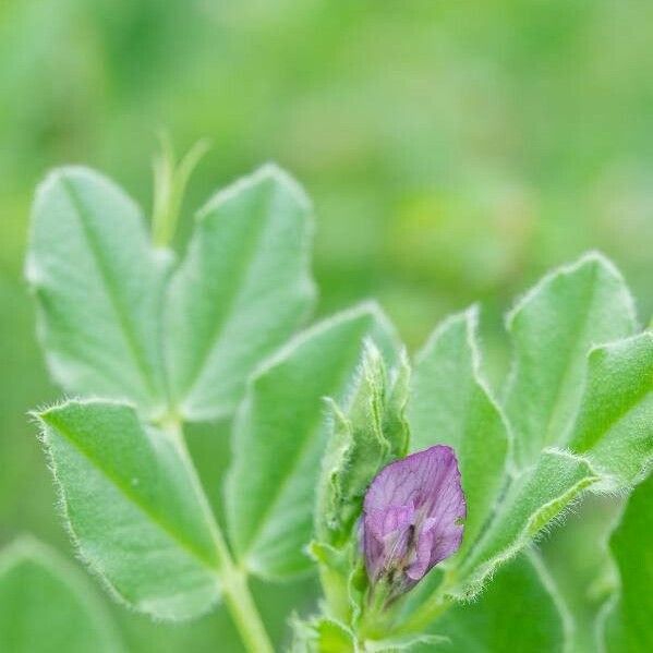 Vicia narbonensis Floare