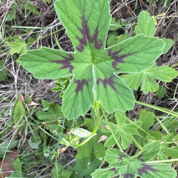 Pelargonium multibracteatum Blad