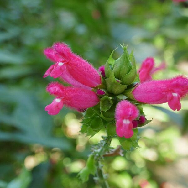 Salvia oxyphora Çiçek