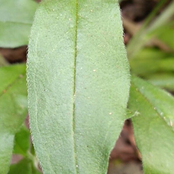 Myosotis latifolia ഇല