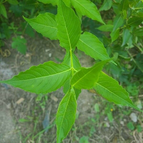 Diervilla lonicera Blad