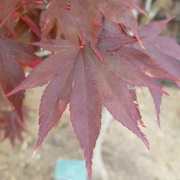 Acer palmatum Листок