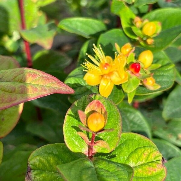 Hypericum × inodorum ᱵᱟᱦᱟ