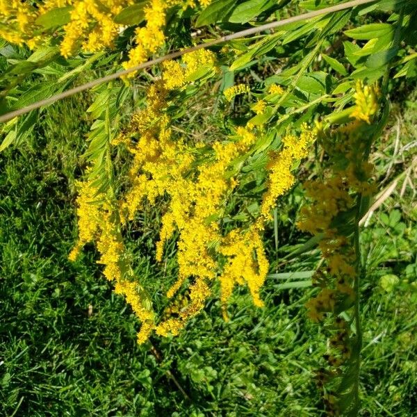 Solidago canadensis Õis