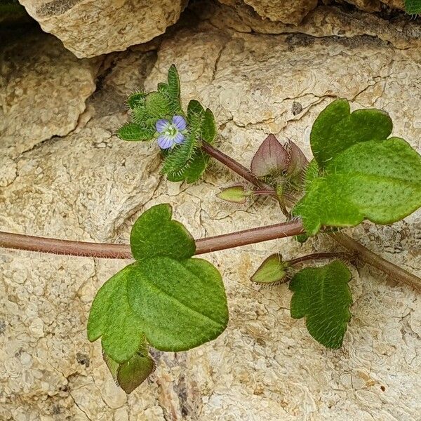 Veronica hederifolia Blatt