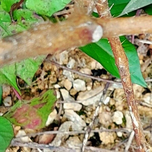 Solanum capsicoides Bark