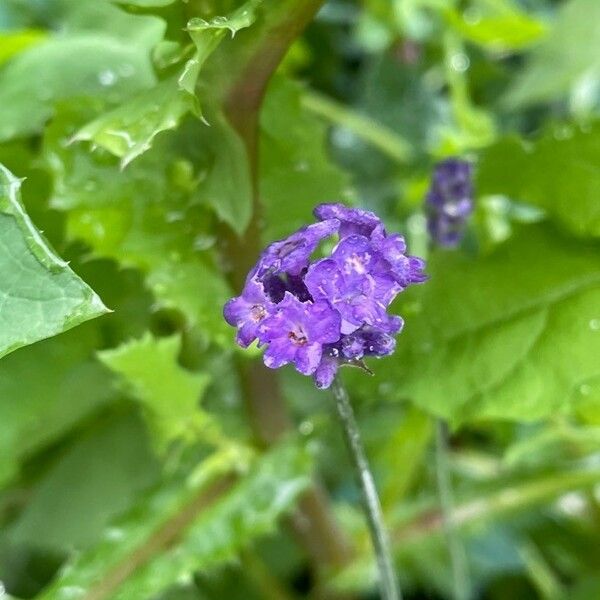 Verbena rigida Leaf