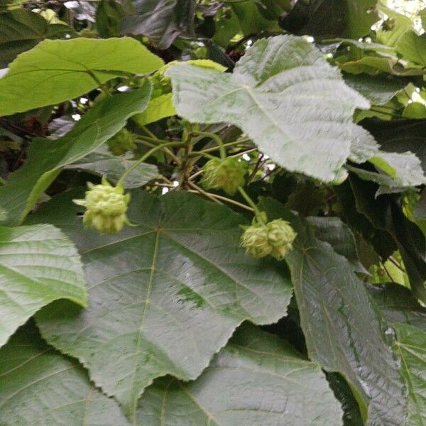 Dombeya wallichii Flors