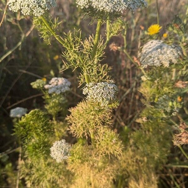 Visnaga daucoides Hábitos