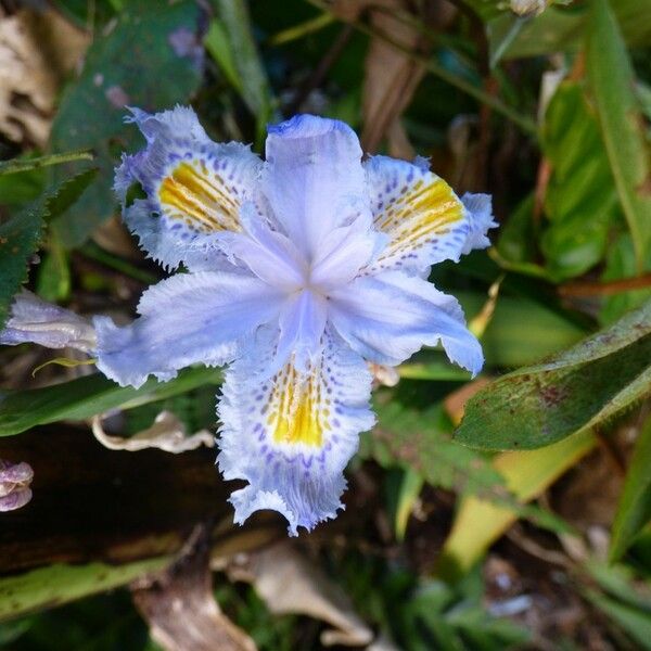 Iris japonica Floro