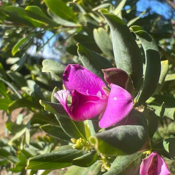 Polygala myrtifolia Квітка