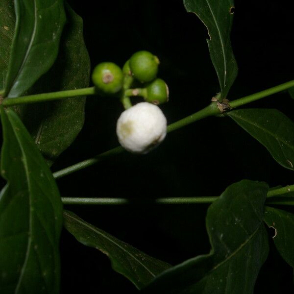 Rudgea cornifolia 果實