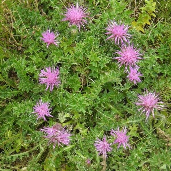 Cirsium acaulon Other