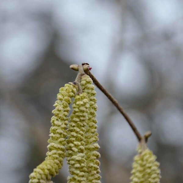 Corylus avellana ফুল