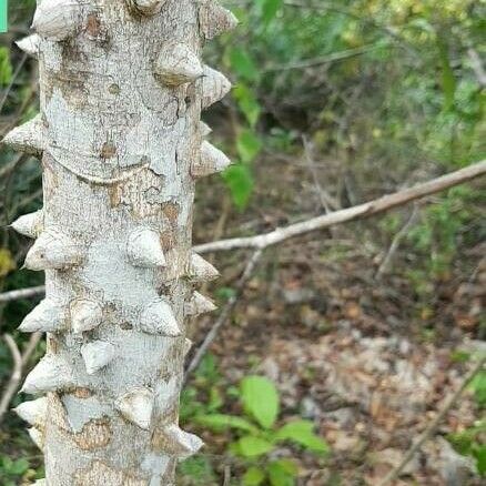 Zanthoxylum caribaeum Kora