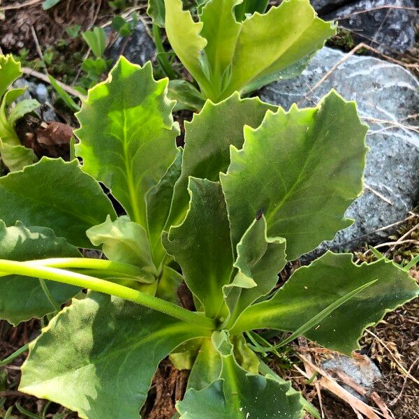 Primula latifolia Leaf