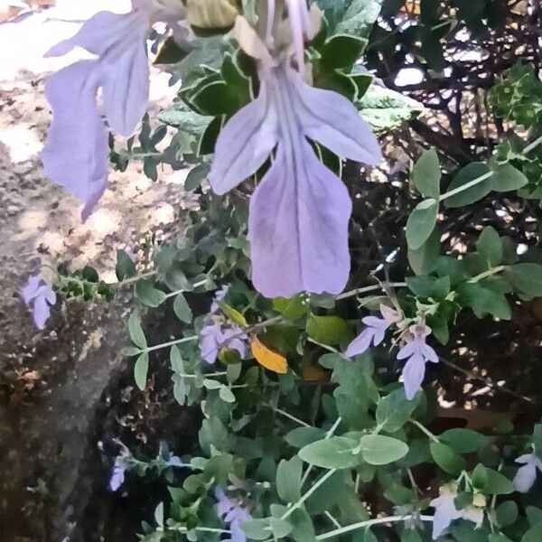 Teucrium fruticans Flower