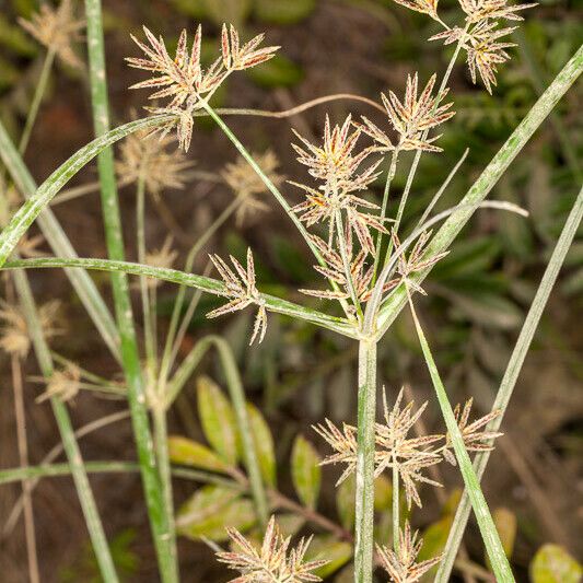 Cyperus longus кора