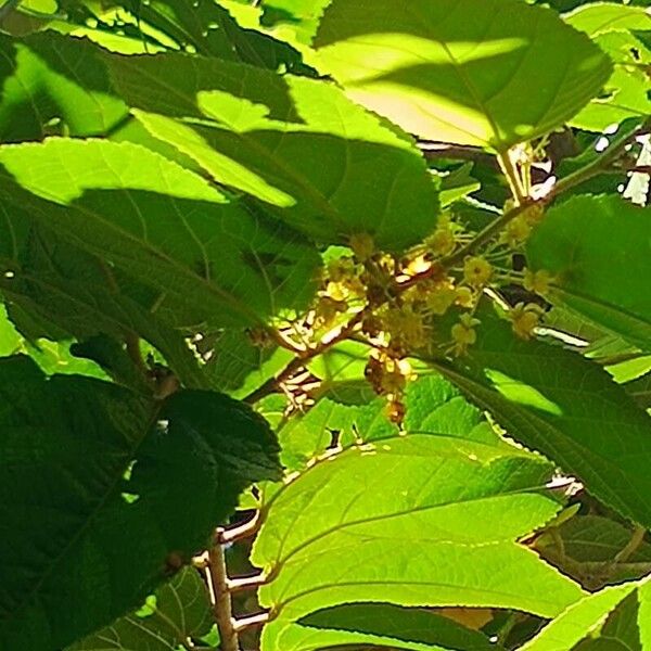 Guazuma ulmifolia Flor