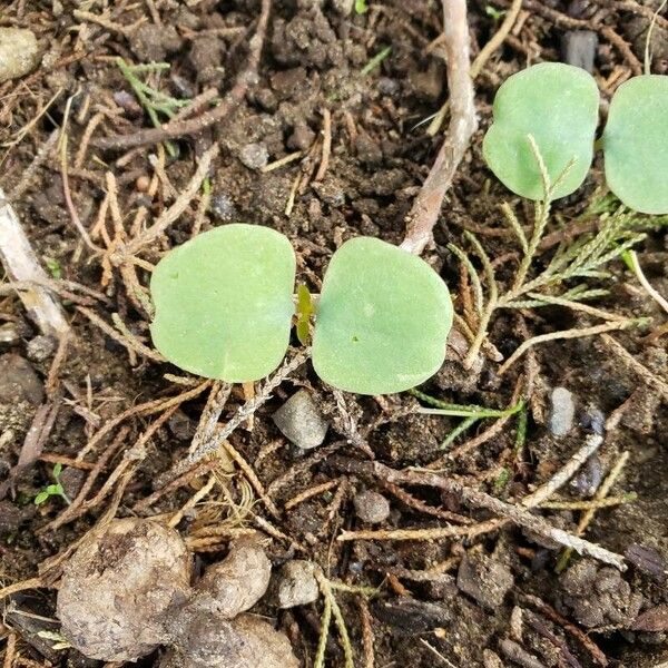 Dichondra micrantha 叶