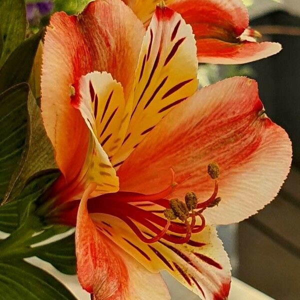 Alstroemeria aurea Blüte