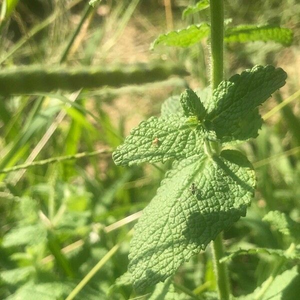 Mentha × villosa Liść