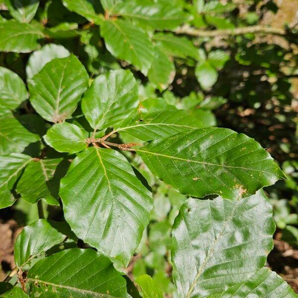 Fagus orientalis Hoja