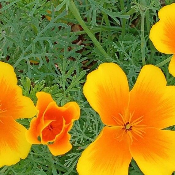 Eschscholzia californica Habit