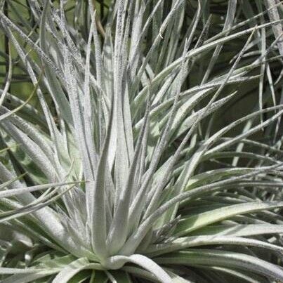 Tillandsia stricta Elinympäristö